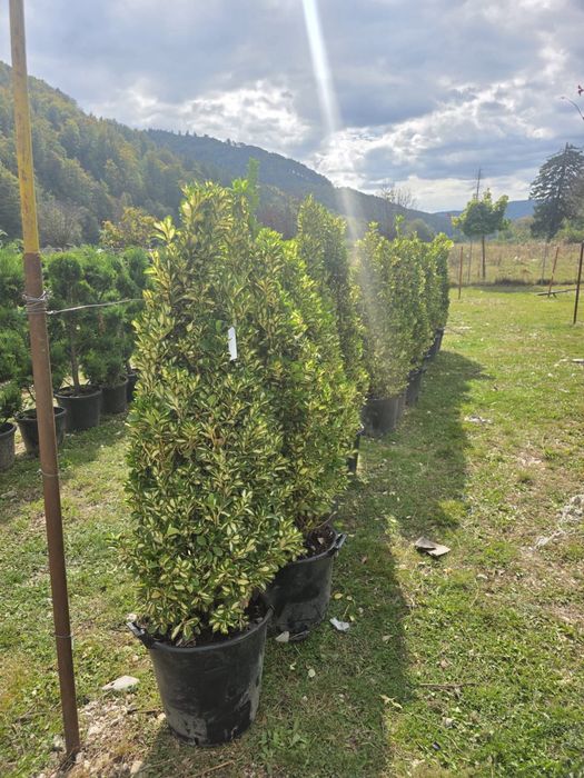 Amenajez gradini plante ornamentale