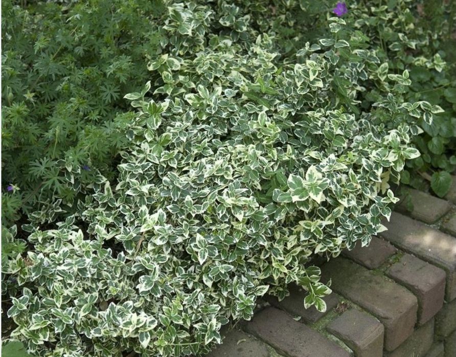 Euonymus La Ghiveci