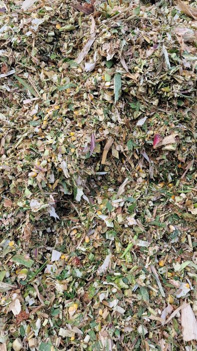 Царевичен силаж 2025