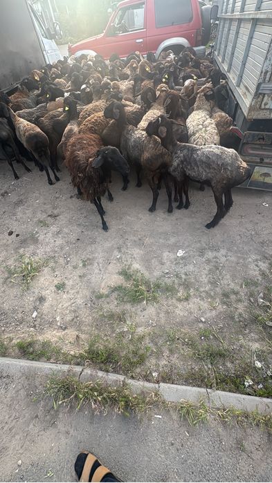 Кой сек тусак барлыгы бар тандап аласыздар