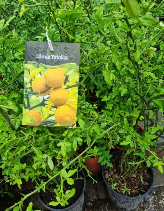 Lamai trifoliat la Ghiveci