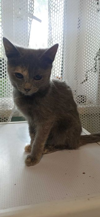 Котята, мальчики