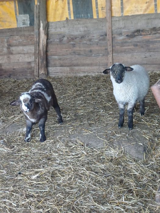 Miei metisi de suffolk