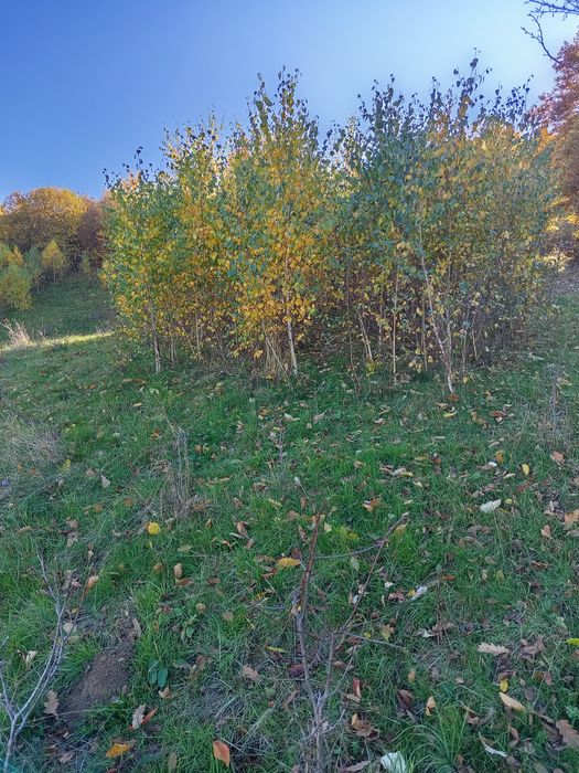 Mesteacăn alb între 0.5 și 4 m