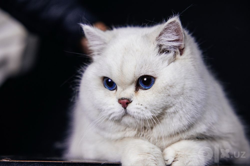 Вязка    British Shorthair