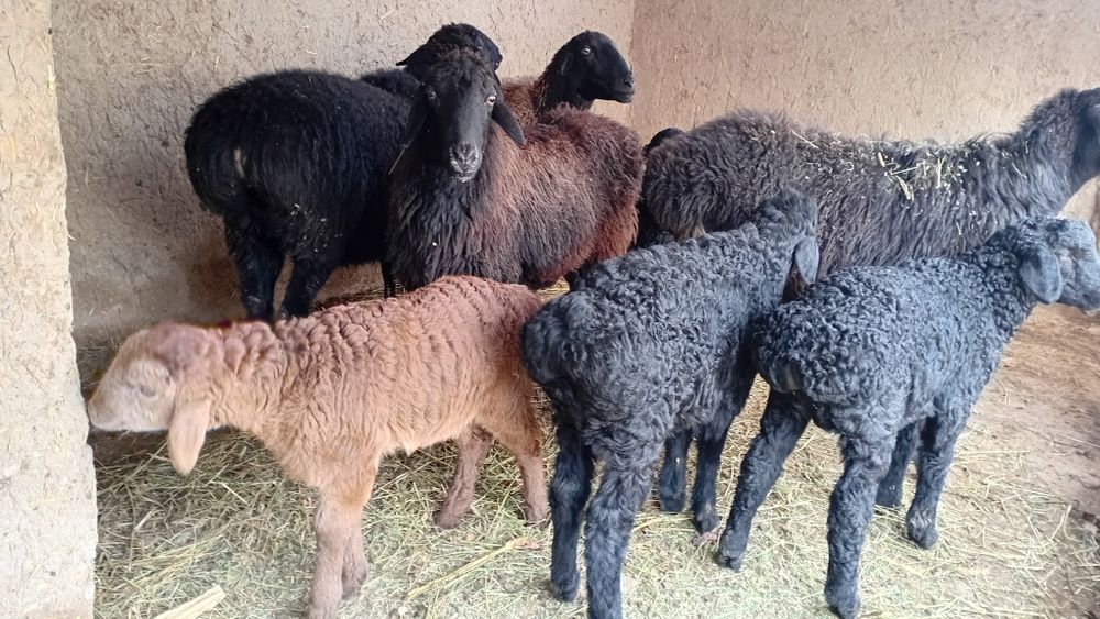 Она бола куйлар.