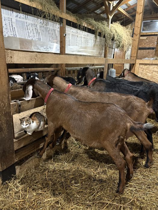 Capre AngloNubiene cu certificat de origine