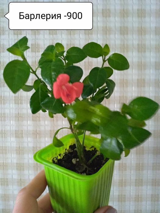 Продам комнатные цветы