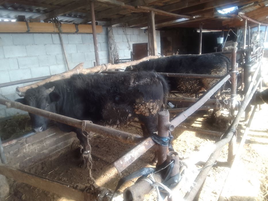 Бычки, бука, бычок