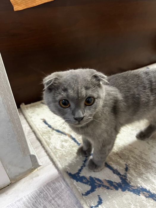 scottish fold mushu