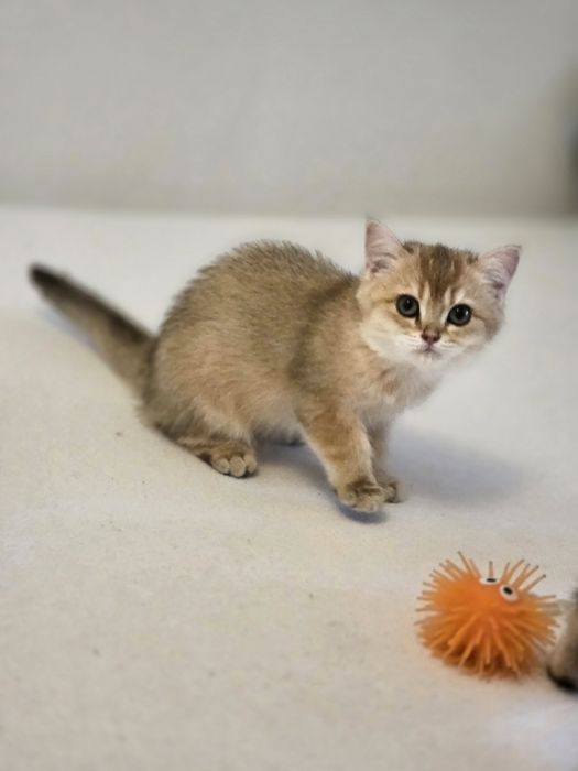 British shorthair băiețel