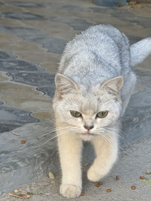 Ищу дом для кошечки