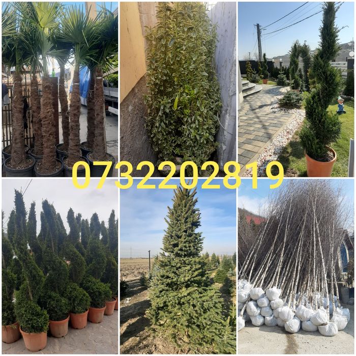 Tuia,leylandy brazi mesteacăn etc