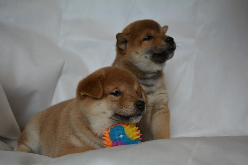 щенки сибы японской