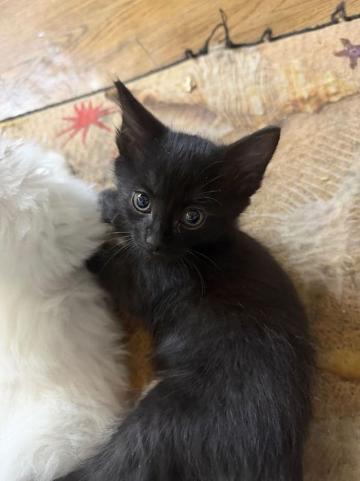 Котята в хорошие руки!