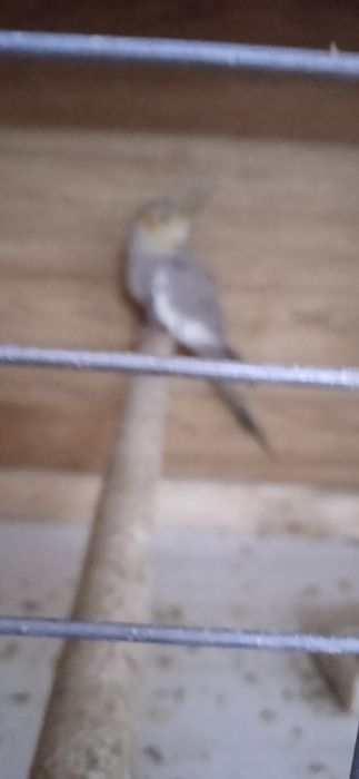 Продам попугаев птенцов