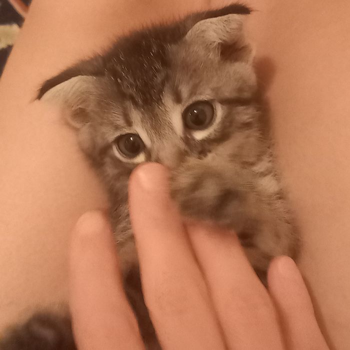 Вислоухие котята мальчик и девочка