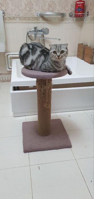 СРОЧНО! Шотландская вислоухая голубо-глазая ,,Скоттиш-фолд'' цена за в