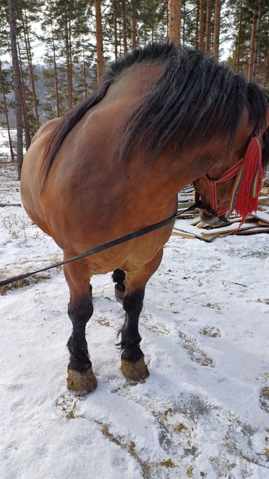 Steluța posibilă de vânzare