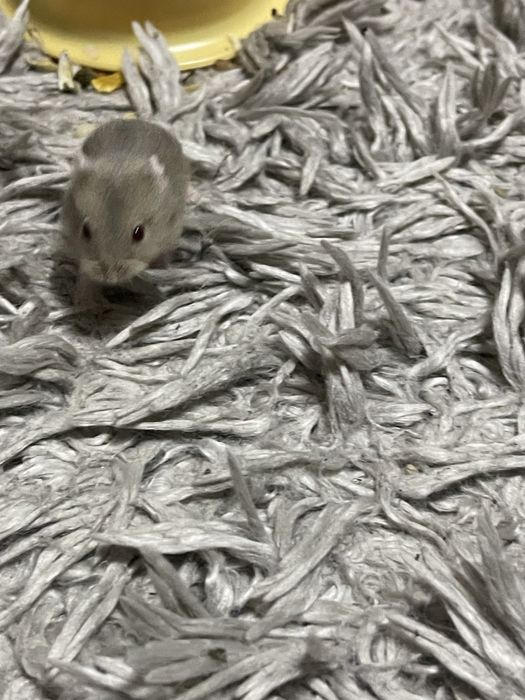 Vand hamsteri Asiatici .