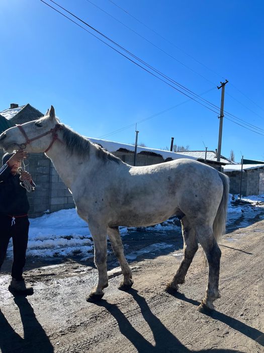 Жылқы сатам 8 жасар