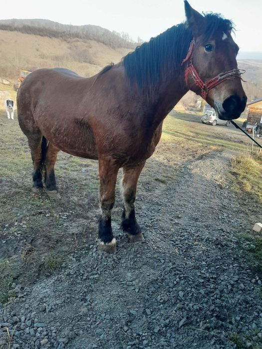 Vând mânză de 2ani