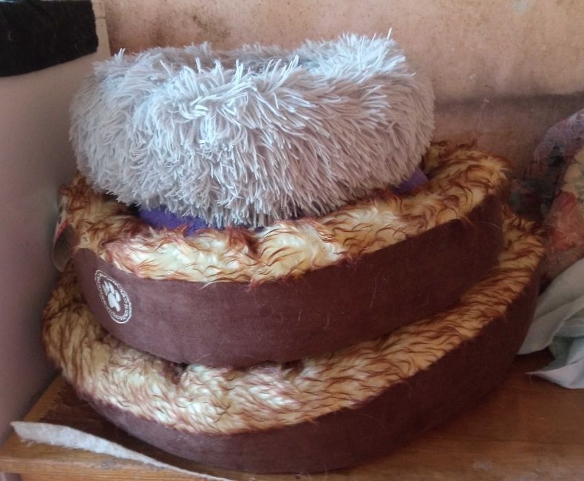 Легло за коте или куче