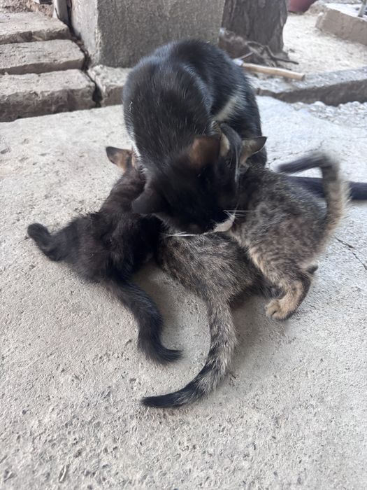 Котенки мушукчала