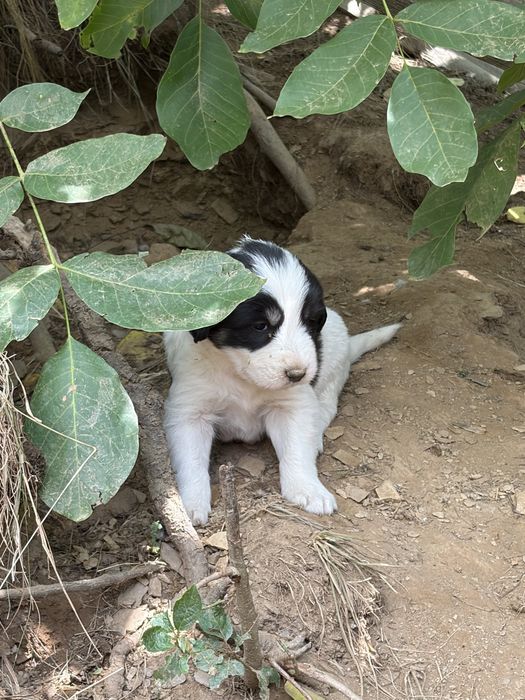 DONAȚIE Pui de câine