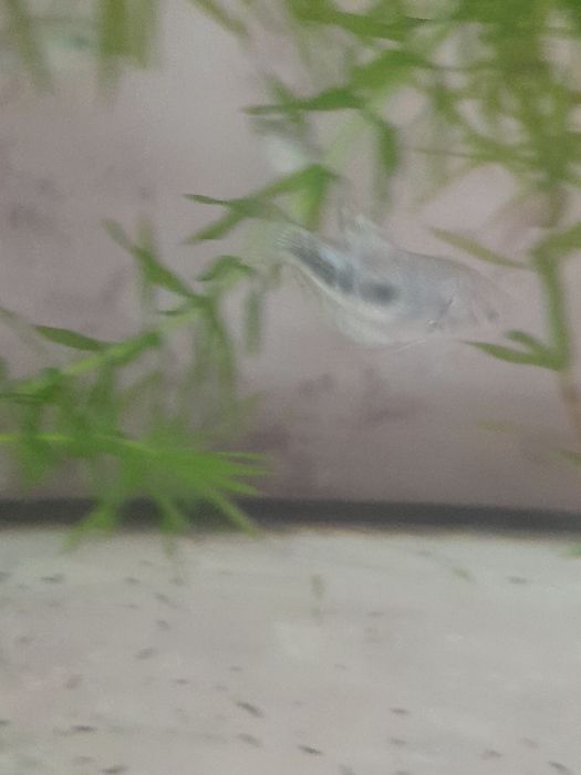 Аквариумные рыбки