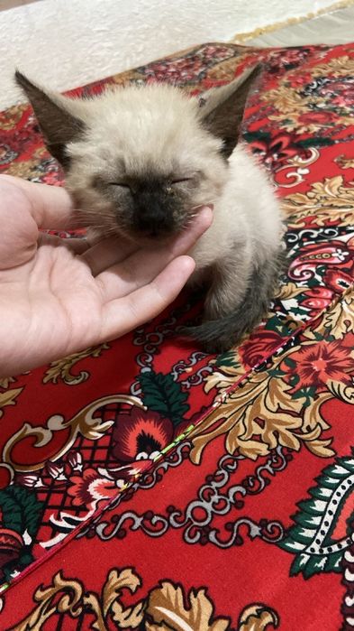 Сиамская котят маленький девушка