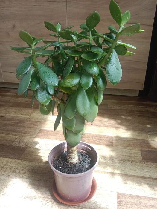 Денежное дерево - Тростянка