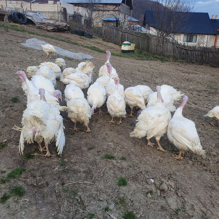 Curci si curcani de vanzare