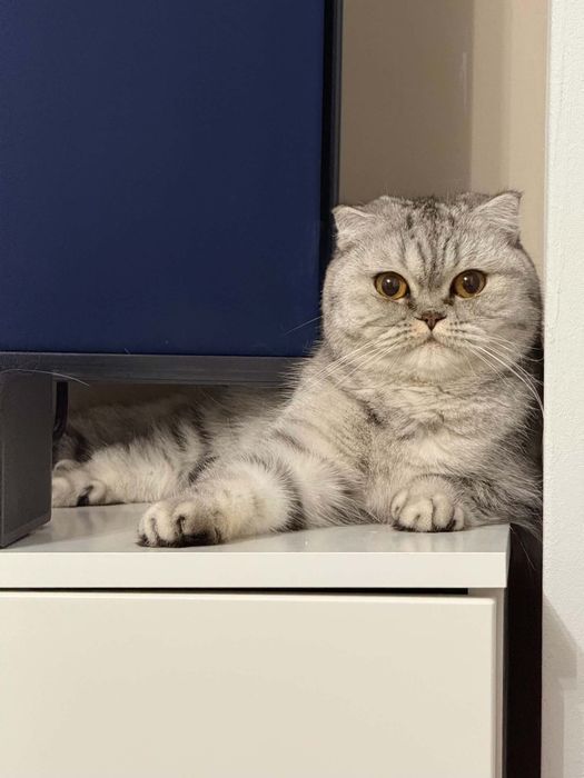 Шотландски котенца