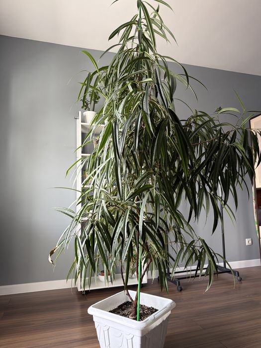 Дерево фикус Али