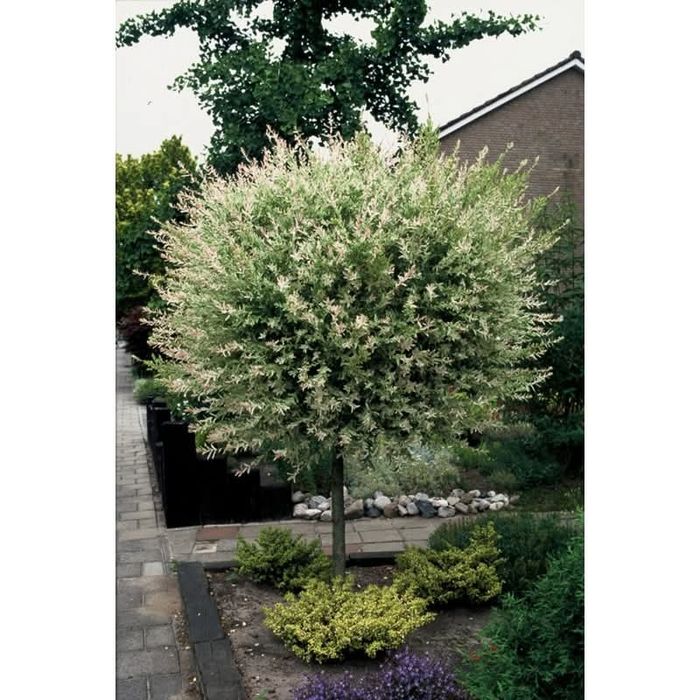 Японска върба (salix hakuro-nishiki)