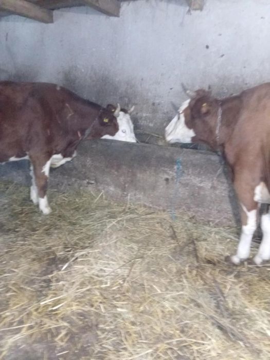 Vând vaci 3 gestante februarie 3 ii se împlinește vremea