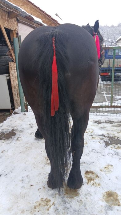 De vânzare iapa gestanta