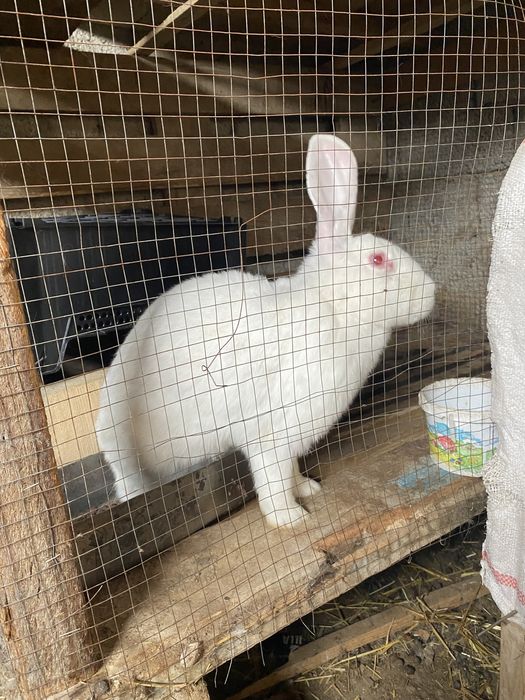 4тауық 1қораз сатылады