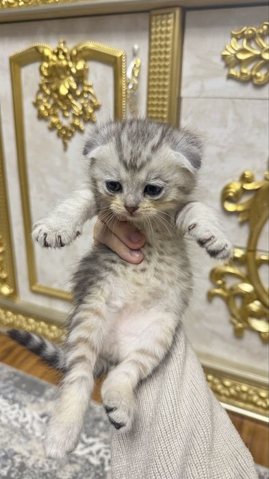 Onlayn HD porno tomosha qiling: Kiskelovodagi chotka