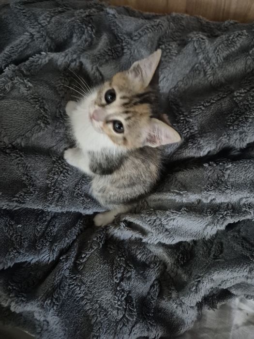 Отдам котенка в добрые руки