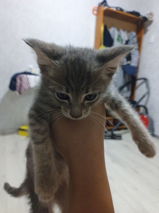 Котёнок в добрый руки
