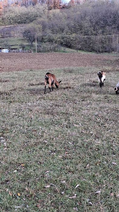 Vand capre alpine franceze