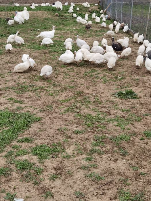 Ouă de bibilica de vânzare