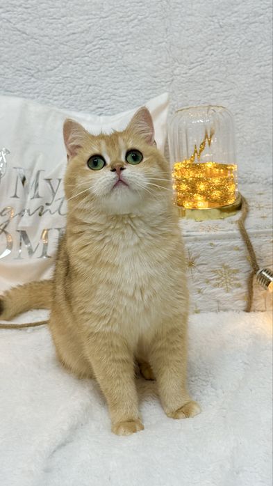 Зрлотая шиншилла