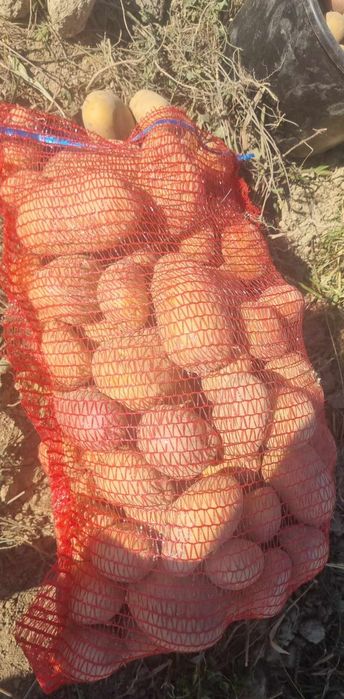 De vânzare cartofi albi de consum si de sămânță