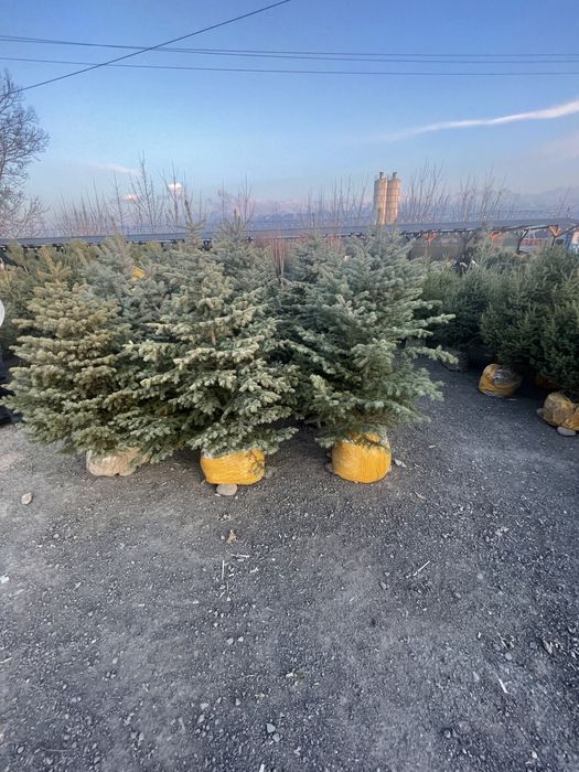 Ель голубая