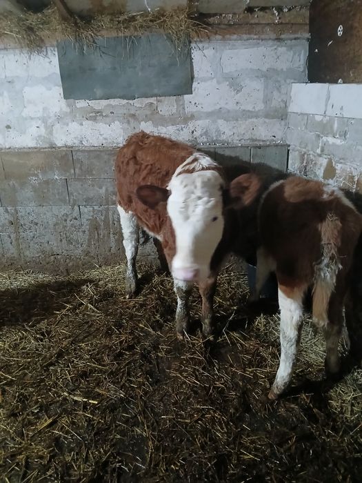 Vând vitele baltate