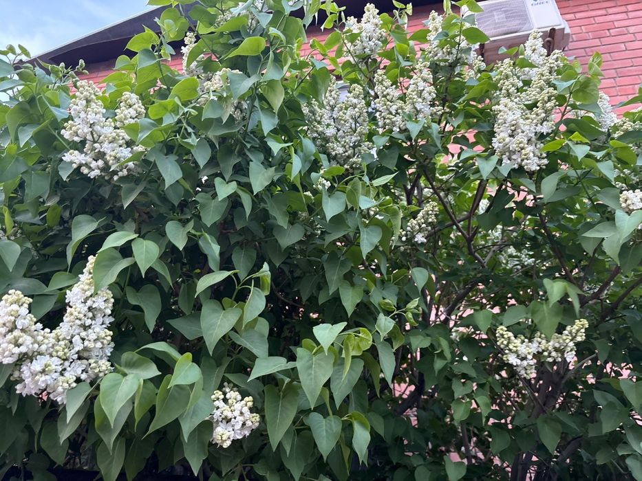 Сирень белая и Сиреневая
