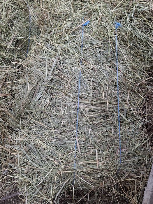 Vând baloti de fân